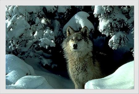 loup des neiges